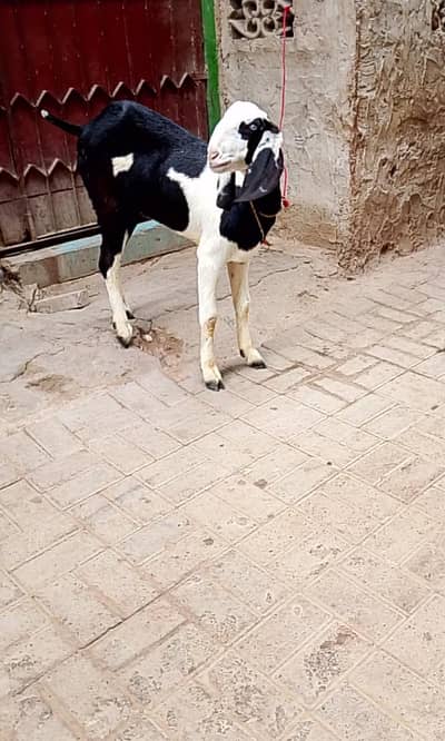 ranjinpuri ablak pat