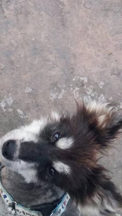 Selling Dog Puppy