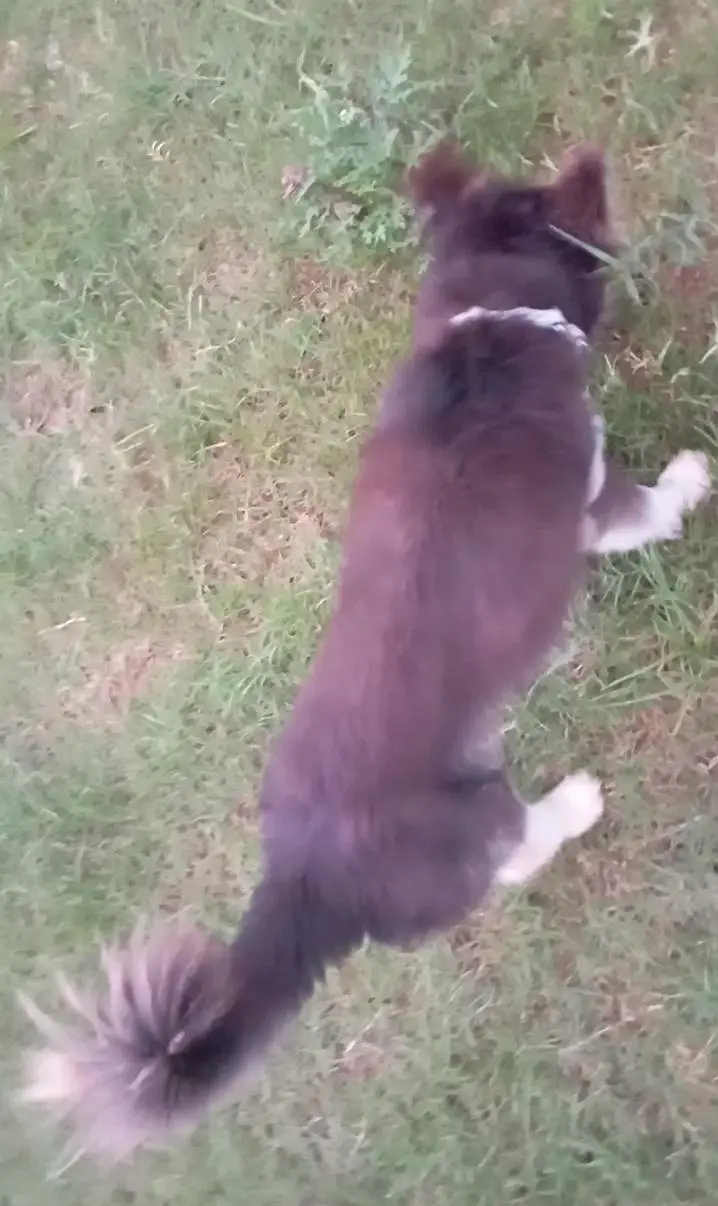 Selling Dog Puppy — photo 2
