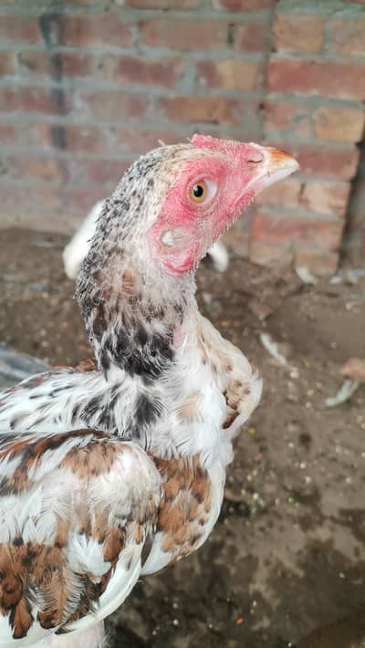 Mia wali aseel 4 month for sale health and active