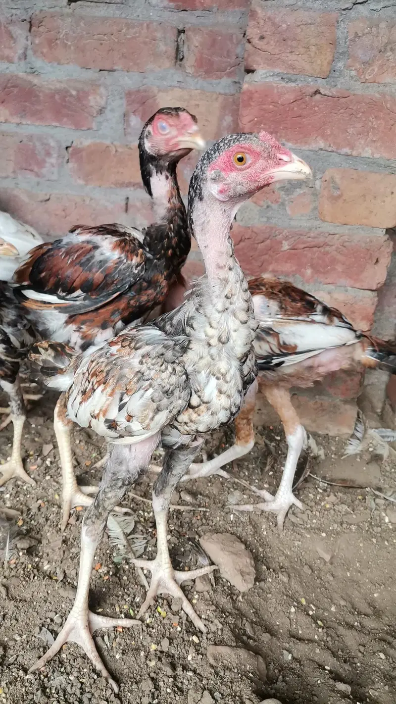 Mia wali aseel 4 month for sale health and active — photo 2