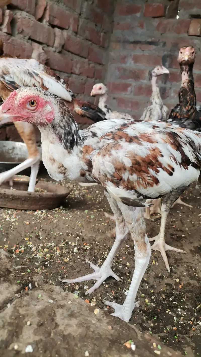 Mia wali aseel 4 month for sale health and active — photo 4