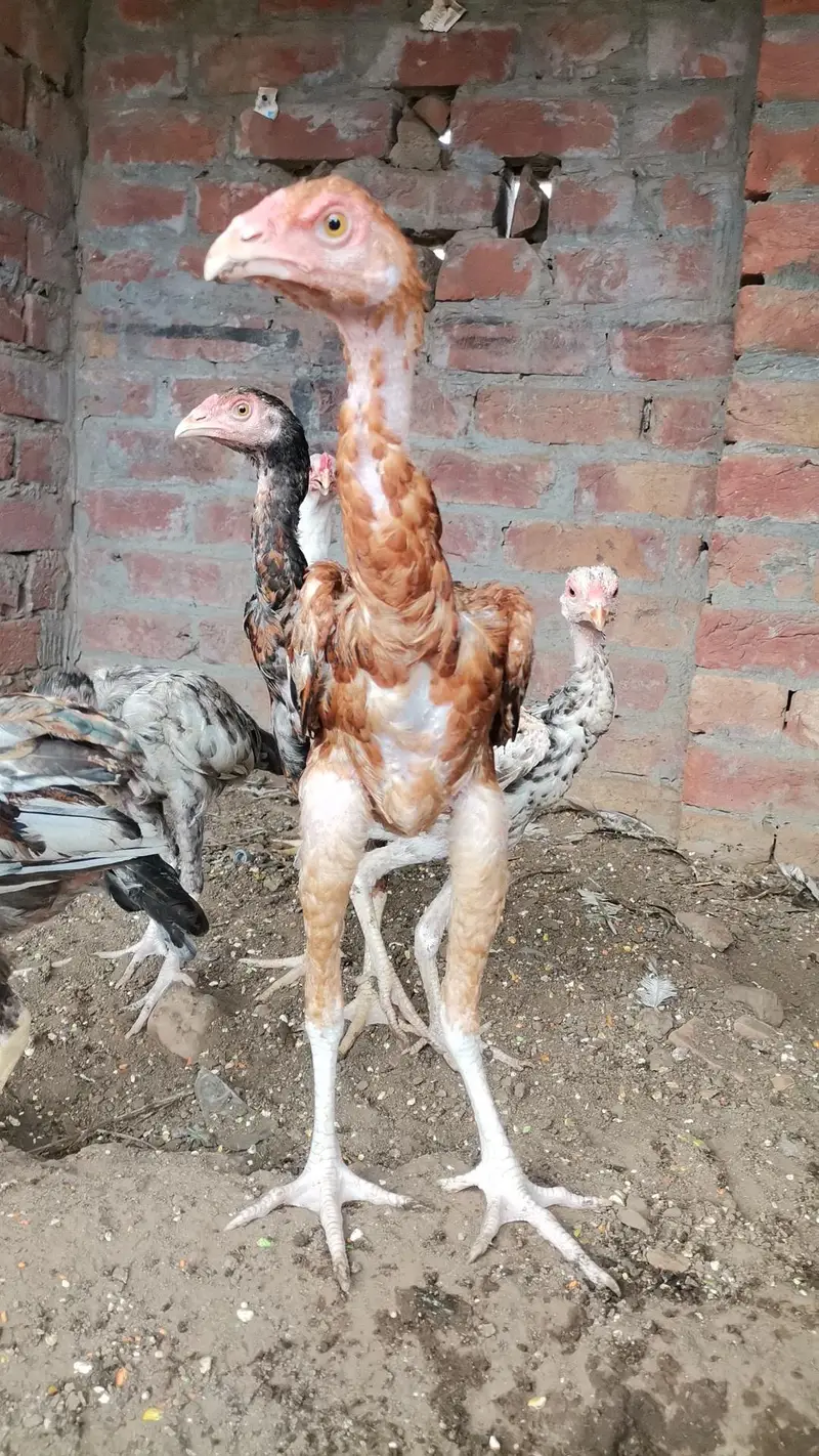 Mia wali aseel 4 month for sale health and active — photo 6