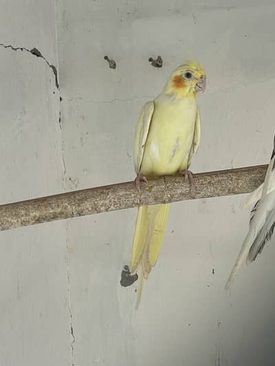 Cocktail breeder females