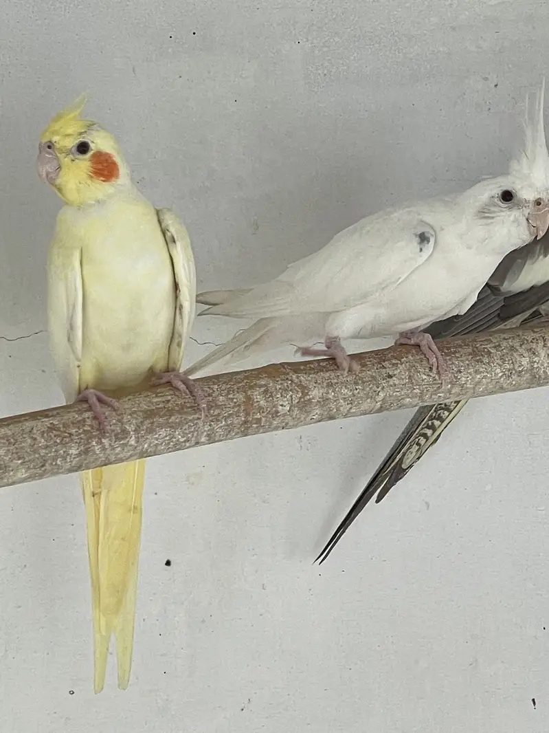 Cocktail breeder females — photo 2