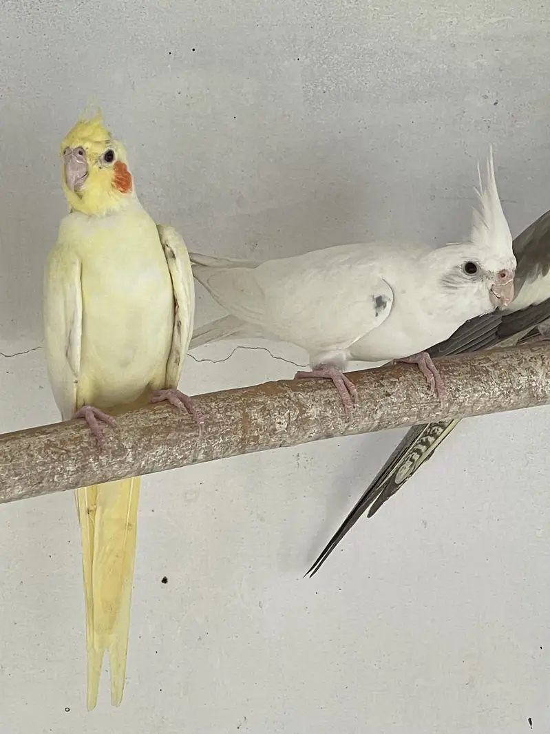 Cocktail breeder females — photo 3