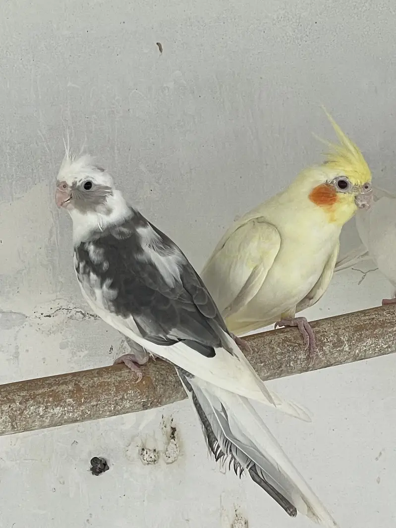 Cocktail breeder females — photo 4
