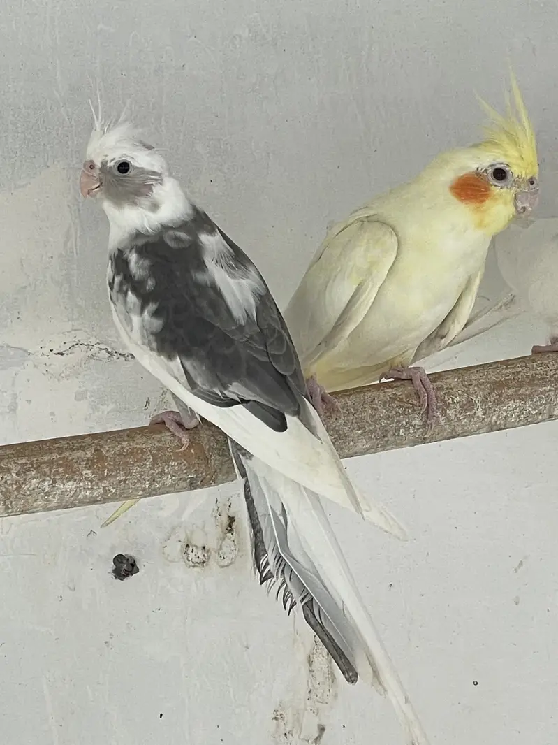 Cocktail breeder females — photo 7