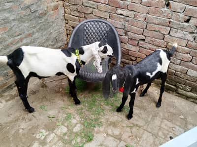bakray/desi bakray/beetal bakray/rajanpuri bakray/khassi bakray/kheery