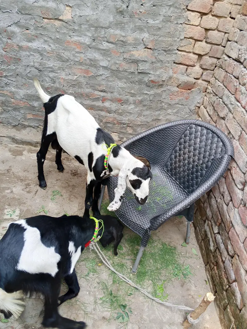 bakray/desi bakray/beetal bakray/rajanpuri bakray/khassi bakray/kheery — photo 2