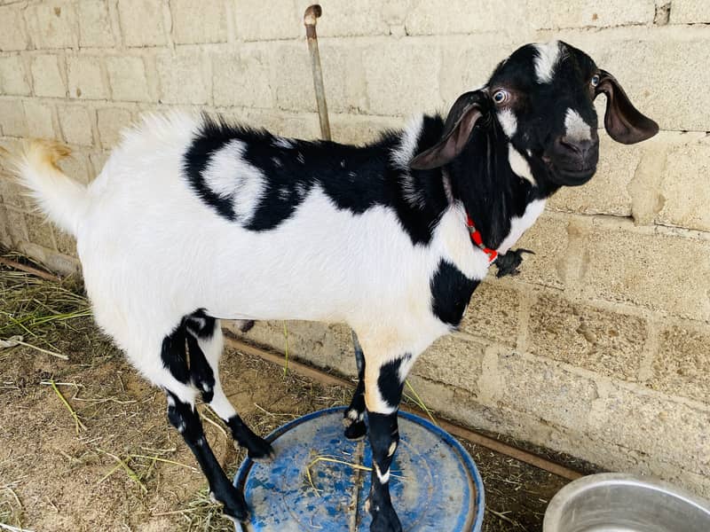 Andu bakra 0