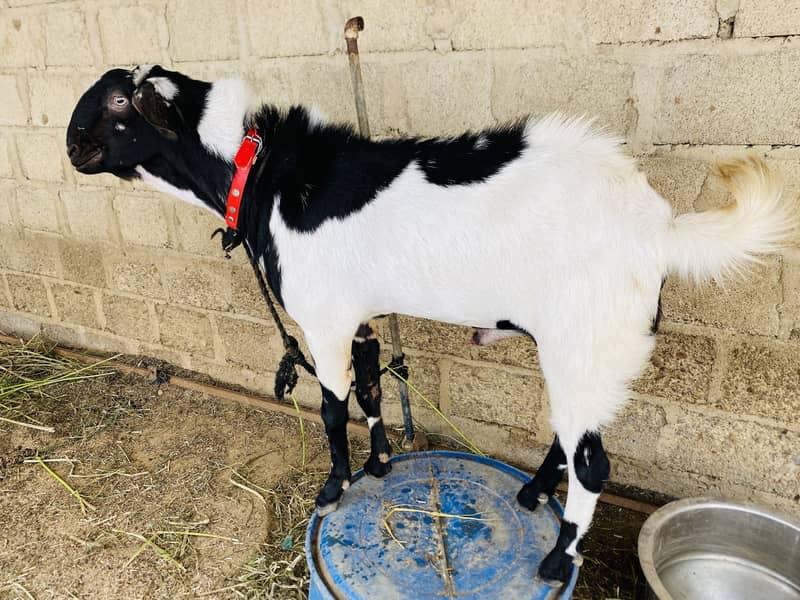 Andu bakra 2