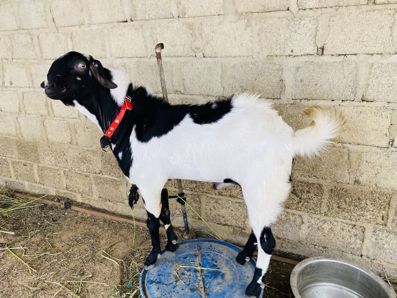 Andu bakra 3
