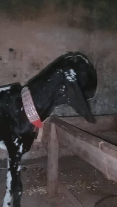 MashAllah black cheni bittal