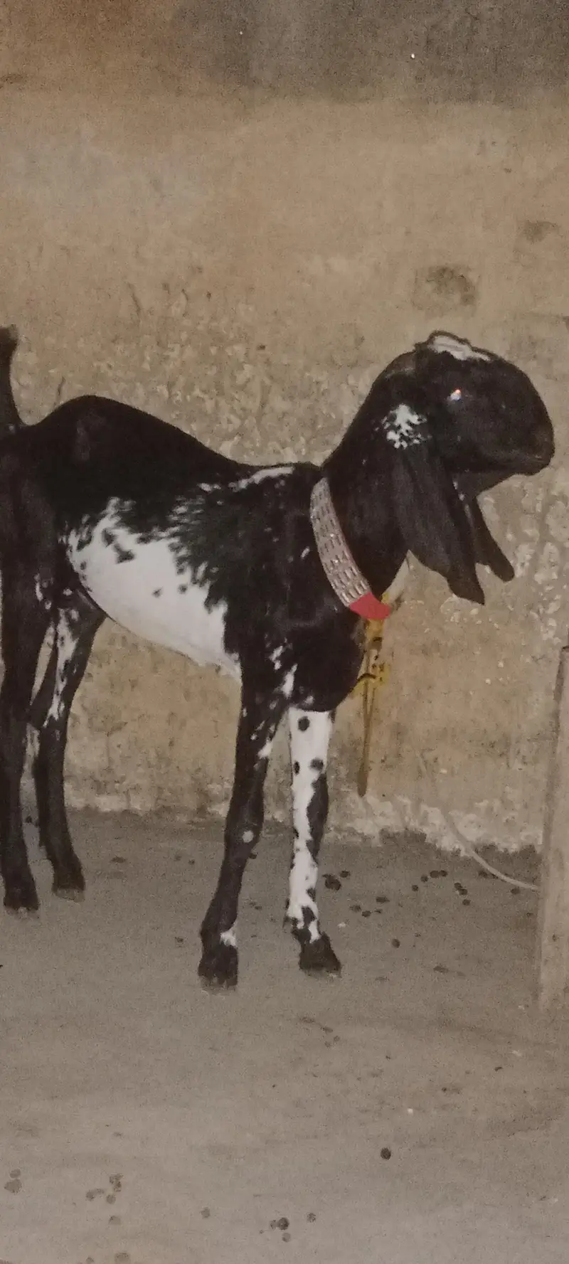 MashAllah black cheni bittal — photo 2