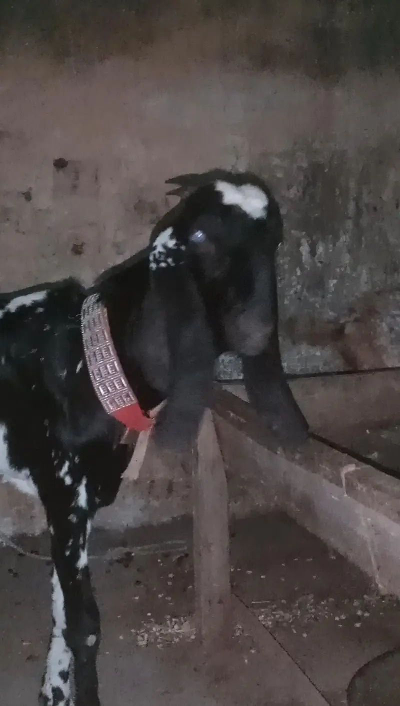 MashAllah black cheni bittal — photo 3