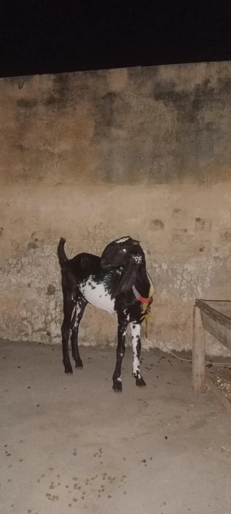 MashAllah black cheni bittal — photo 4