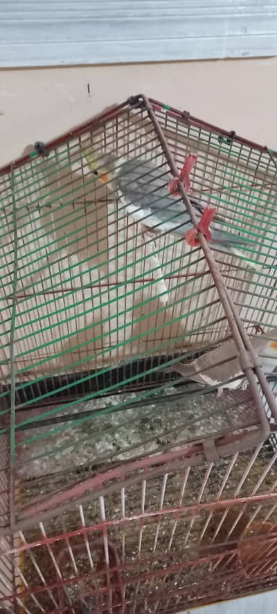cocktail, turkeys and other birds for sale