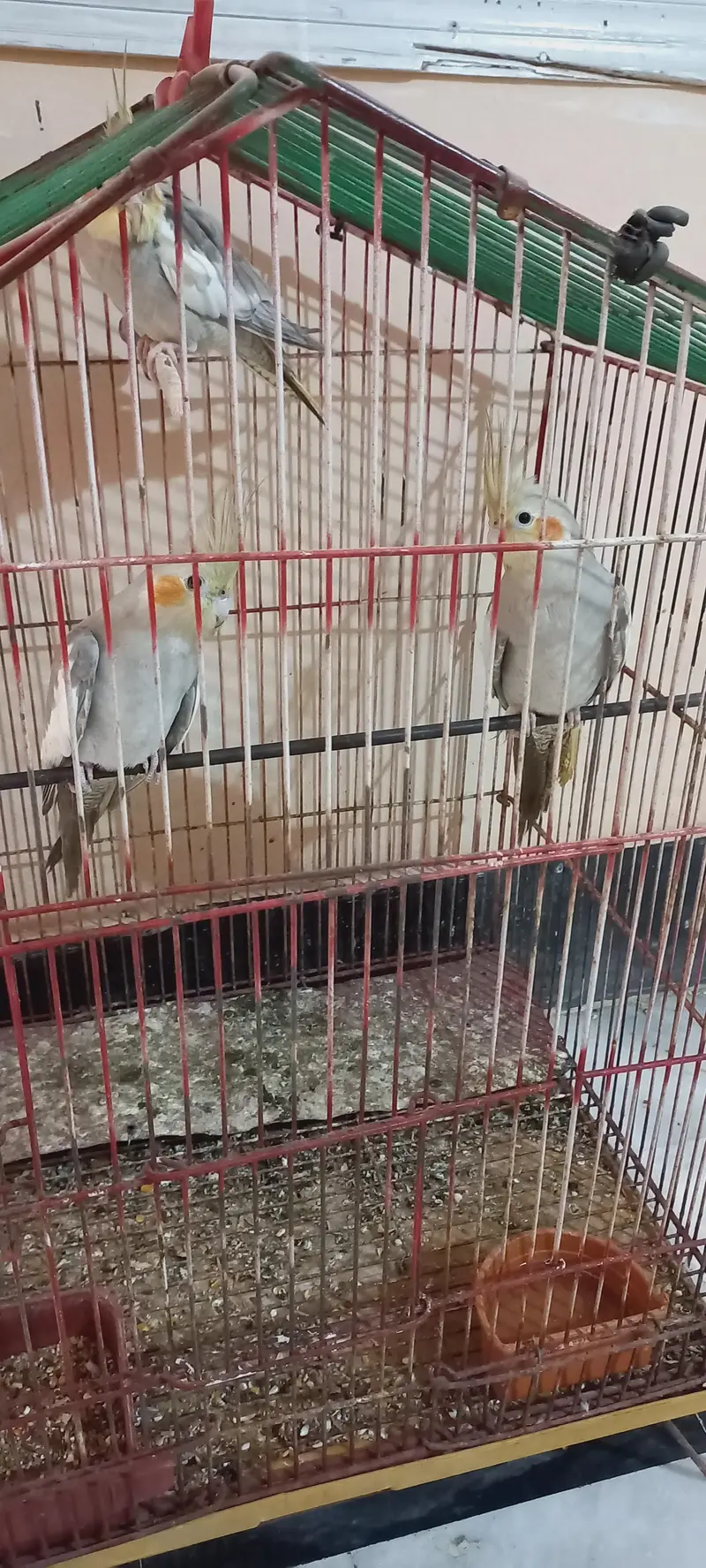 cocktail, turkeys and other birds for sale — photo 2