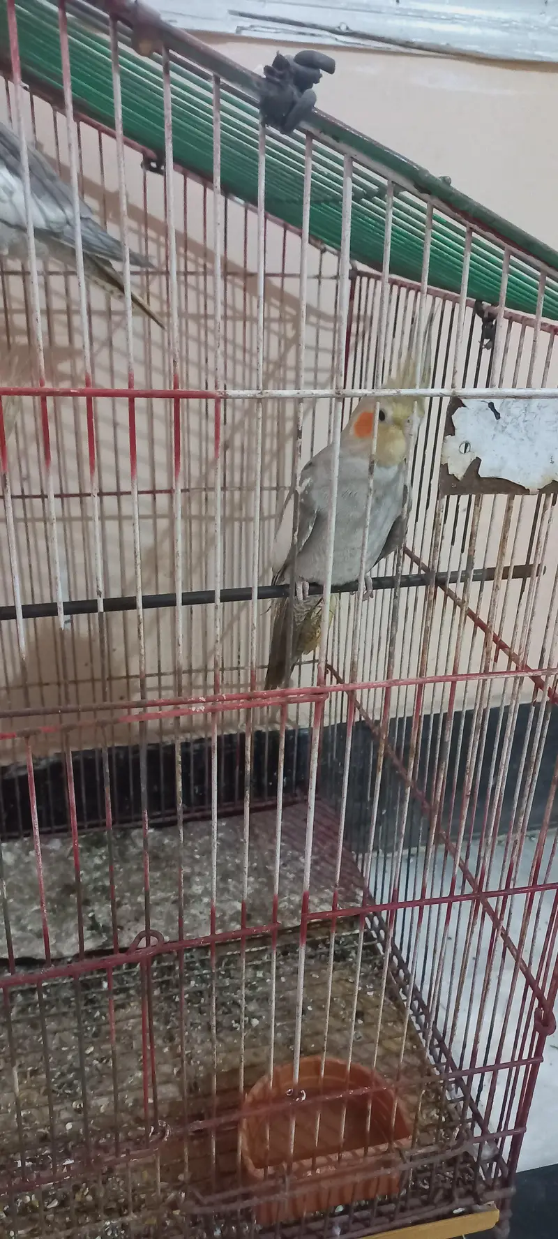 cocktail, turkeys and other birds for sale — photo 3