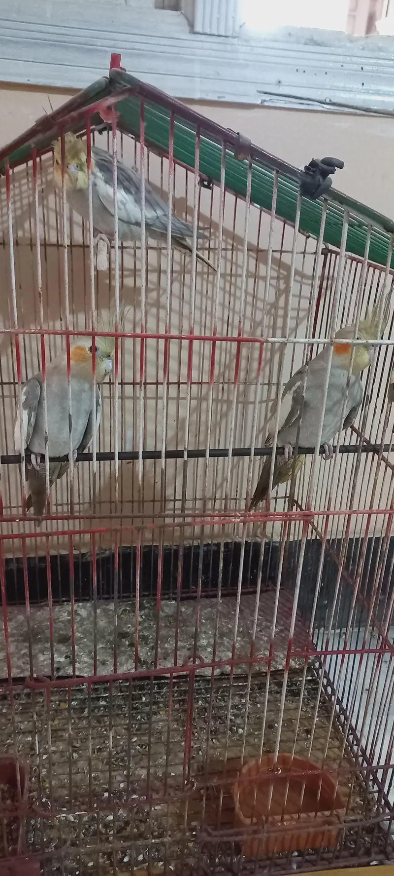 cocktail, turkeys and other birds for sale — photo 4