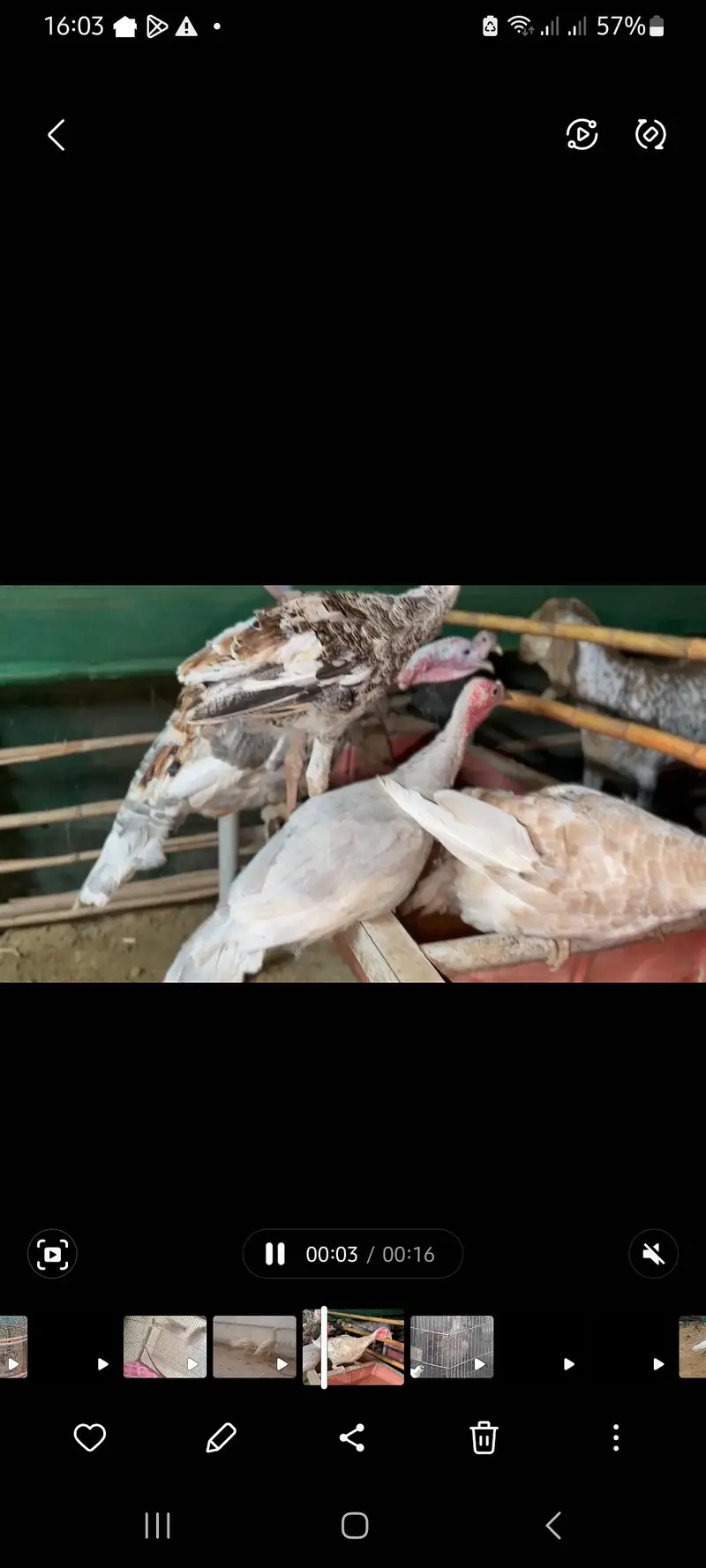 cocktail, turkeys and other birds for sale — photo 6