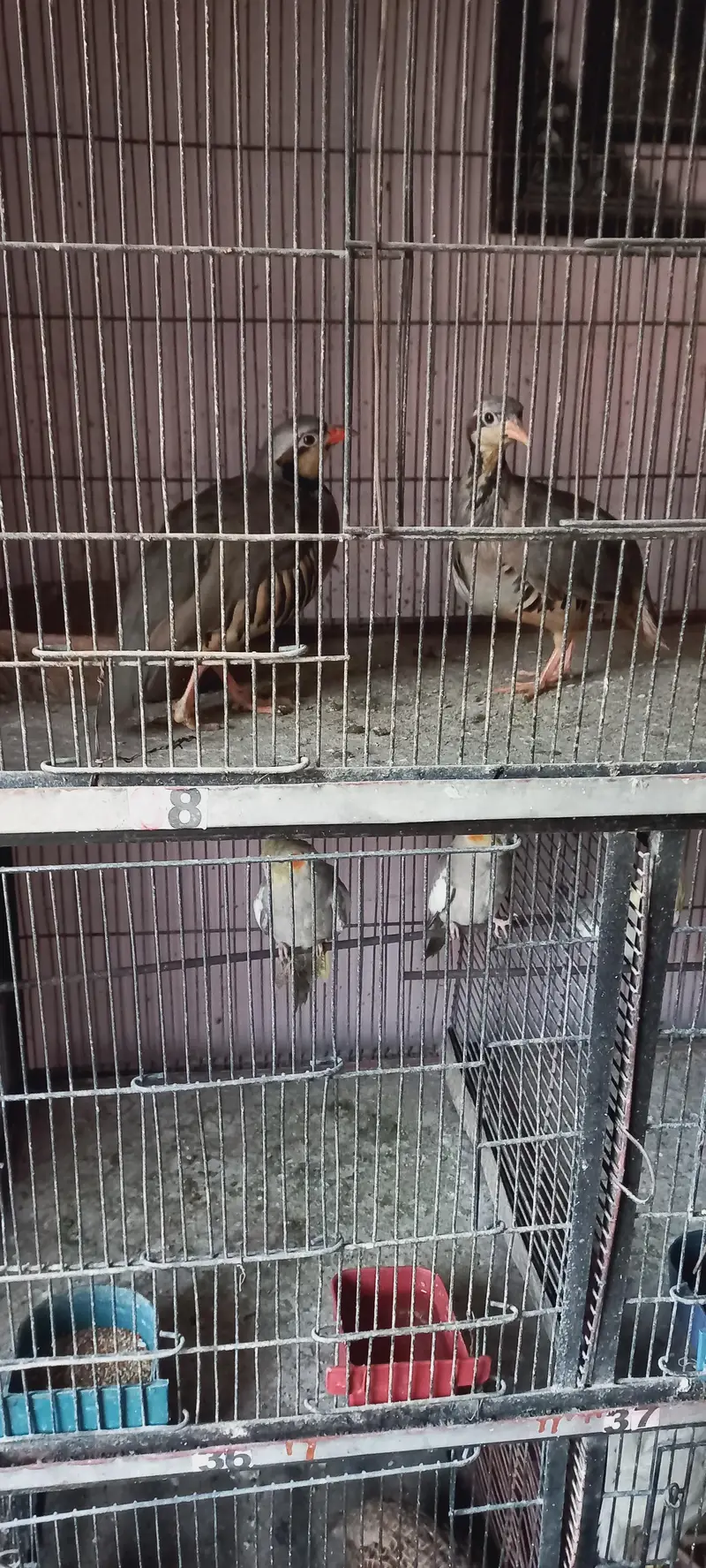 cocktail, turkeys and other birds for sale — photo 10