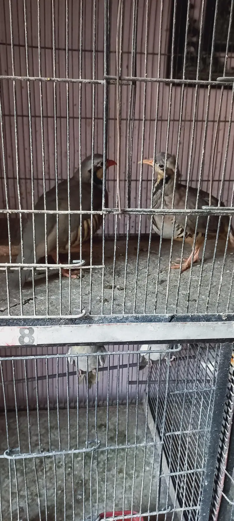 cocktail, turkeys and other birds for sale — photo 11