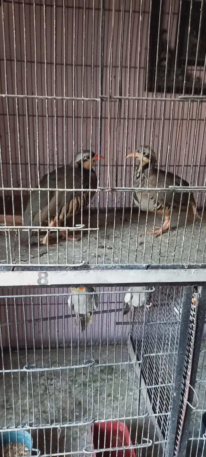 cocktail, turkeys and other birds for sale — photo 12
