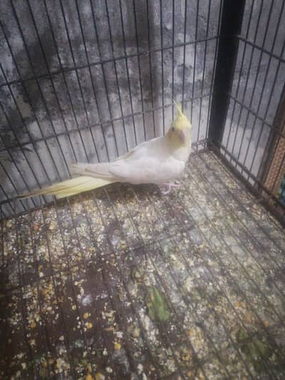 common white for sale