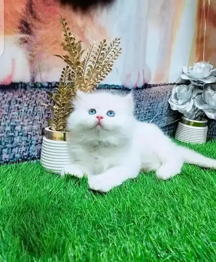 (Persian female kitten) (for sale all) (Pakistan delivery available) — photo 2