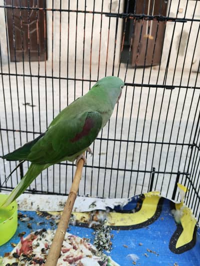 Raw parrot 