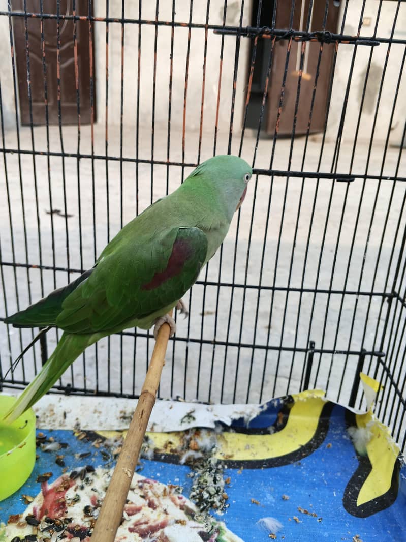 Raw parrot  0