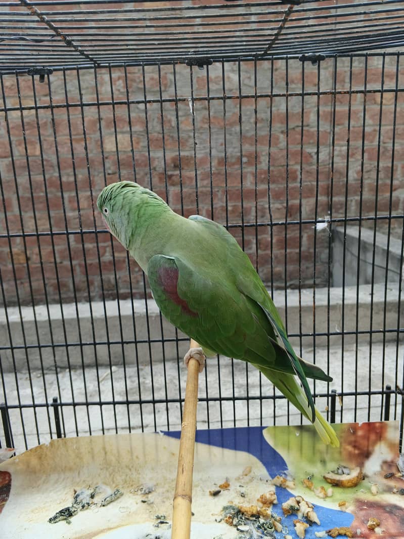 Raw parrot  1