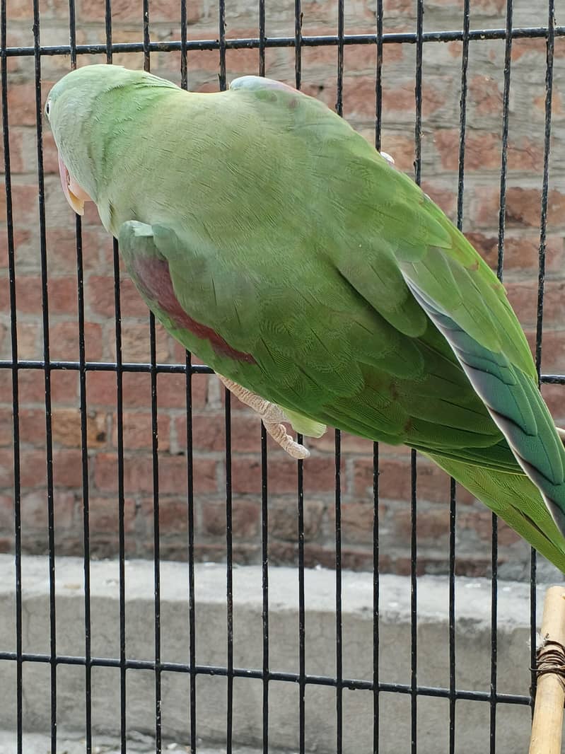 Raw parrot  2