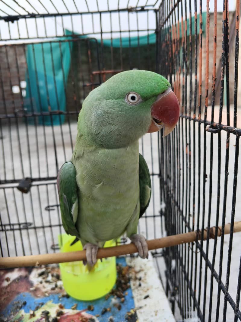 Raw parrot  3