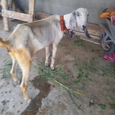 pure desi bakri.