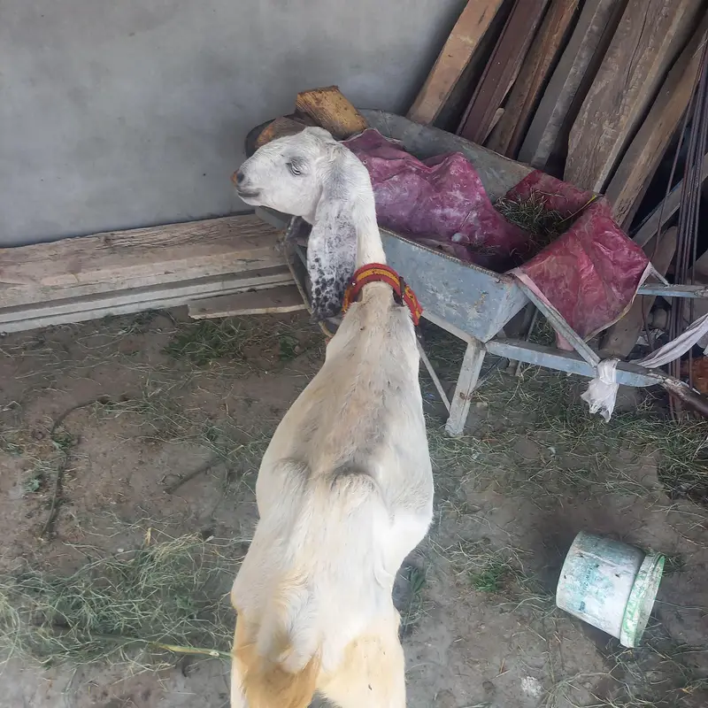pure desi bakri. — photo 2