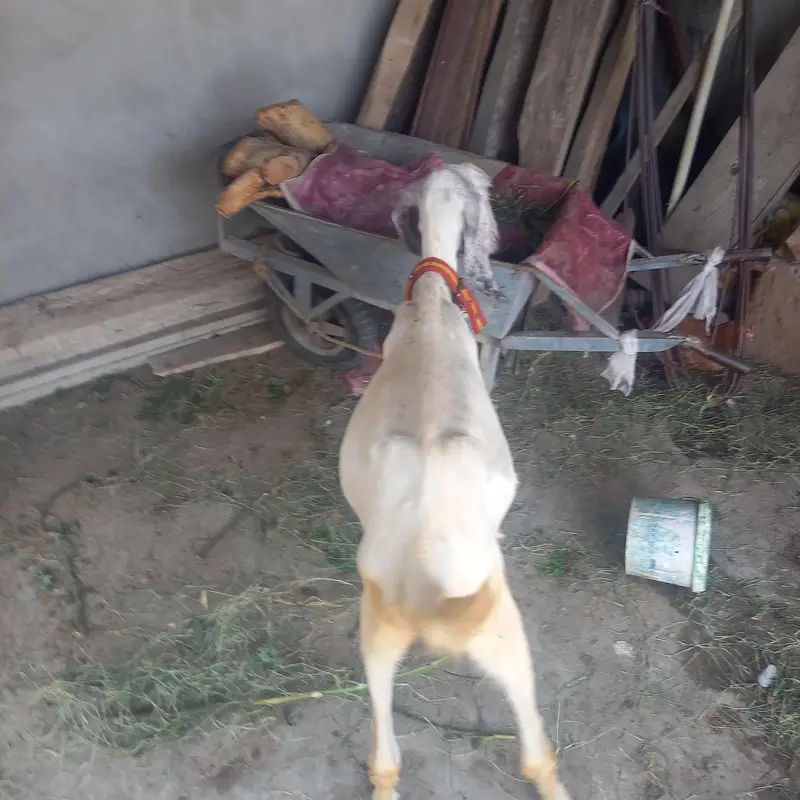 pure desi bakri. — photo 3