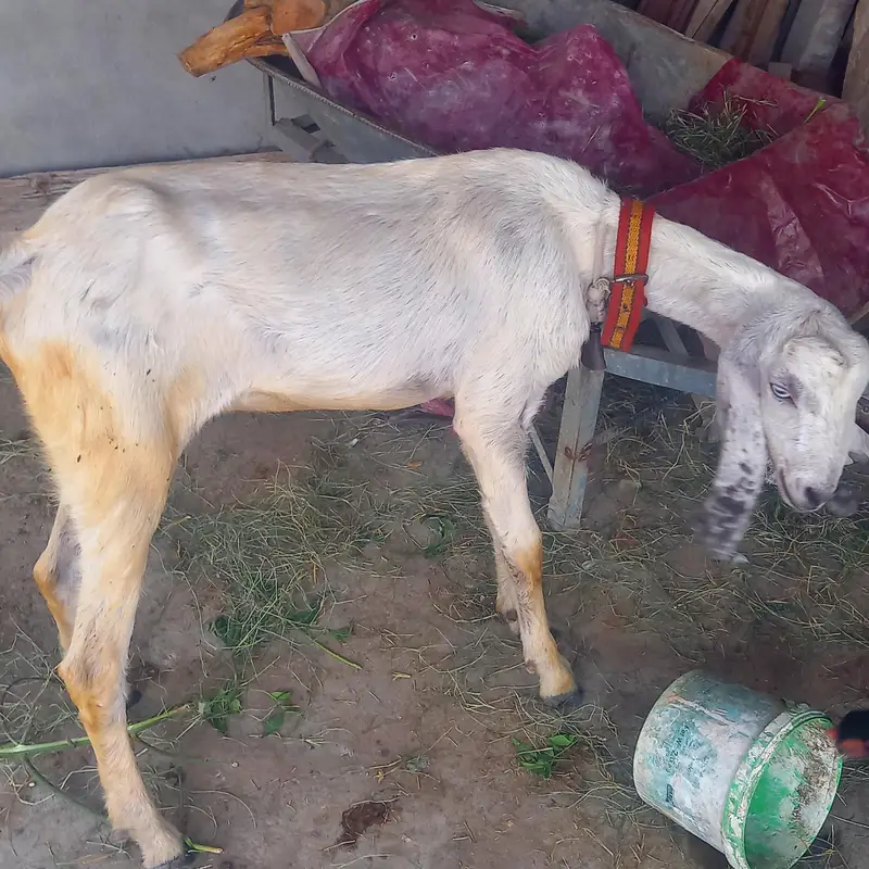 pure desi bakri. — photo 4