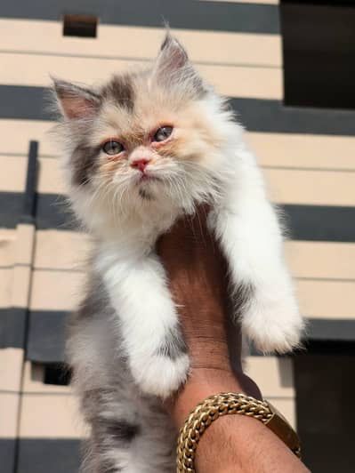 Top Quality Calico Persian Kitten