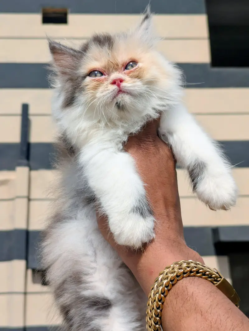Top Quality Calico Persian Kitten — photo 2