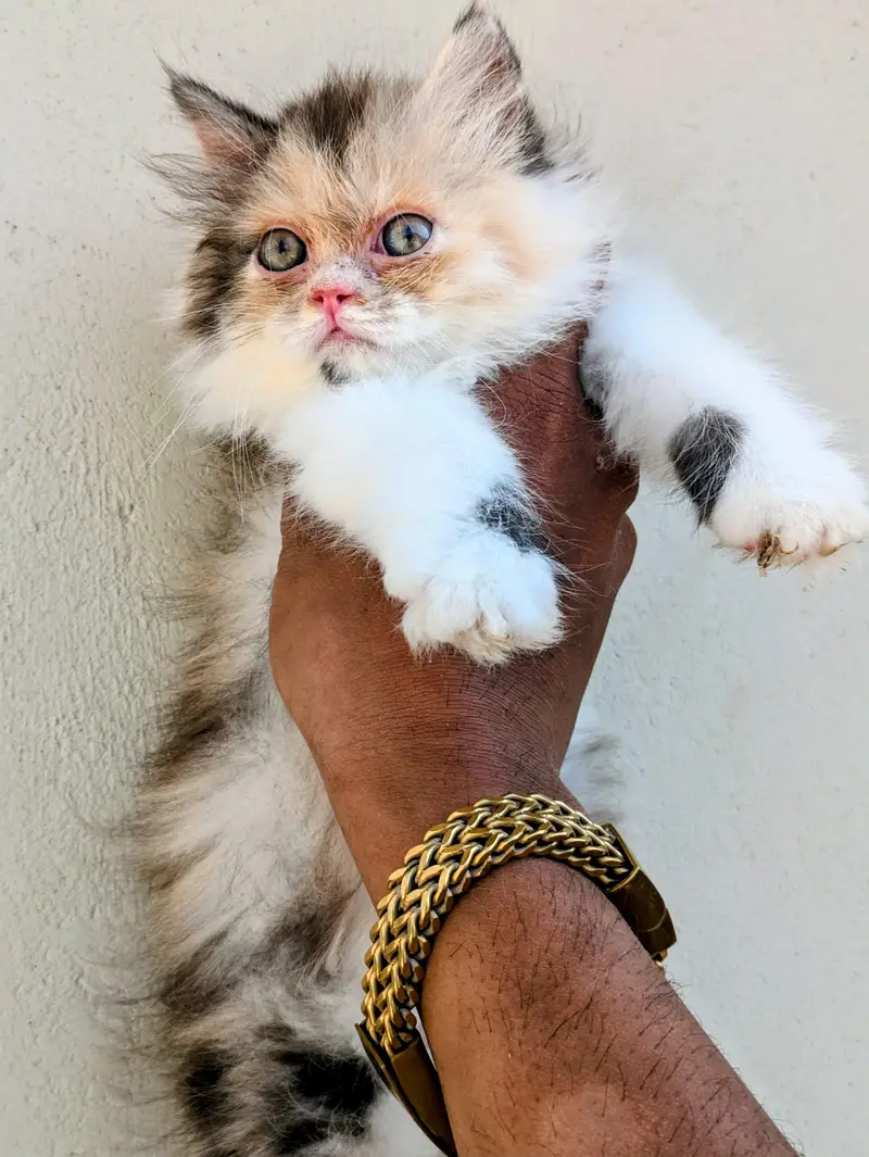 Top Quality Calico Persian Kitten — photo 3