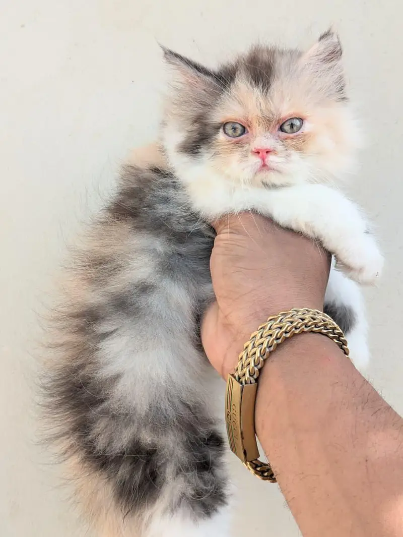 Top Quality Calico Persian Kitten — photo 4
