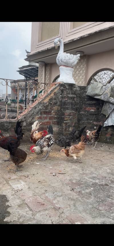 Golden misri starter females 14 females 4 males Sary ikhaty deny he