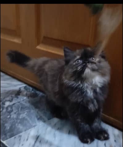 Persian kitten /punch face /triple coat /female male  cat