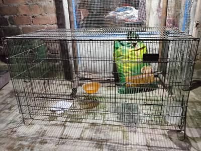 birds cage urgent for sale