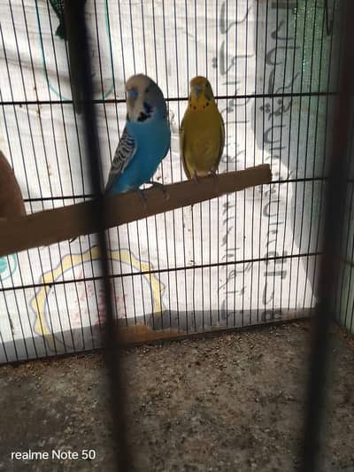 budgies in king size pair available crusted pair available
