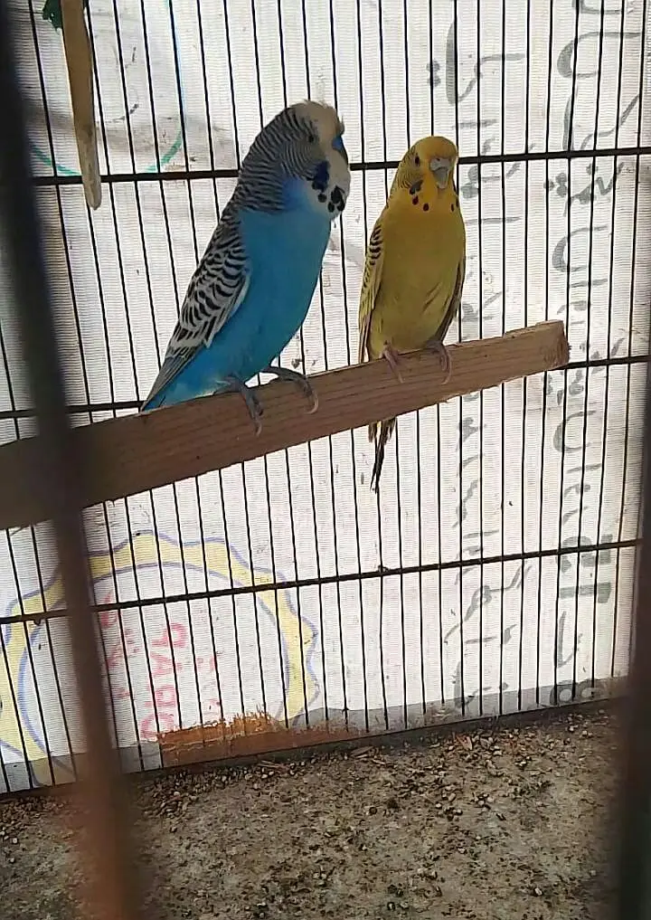 budgies in king size pair available crusted pair available — photo 2