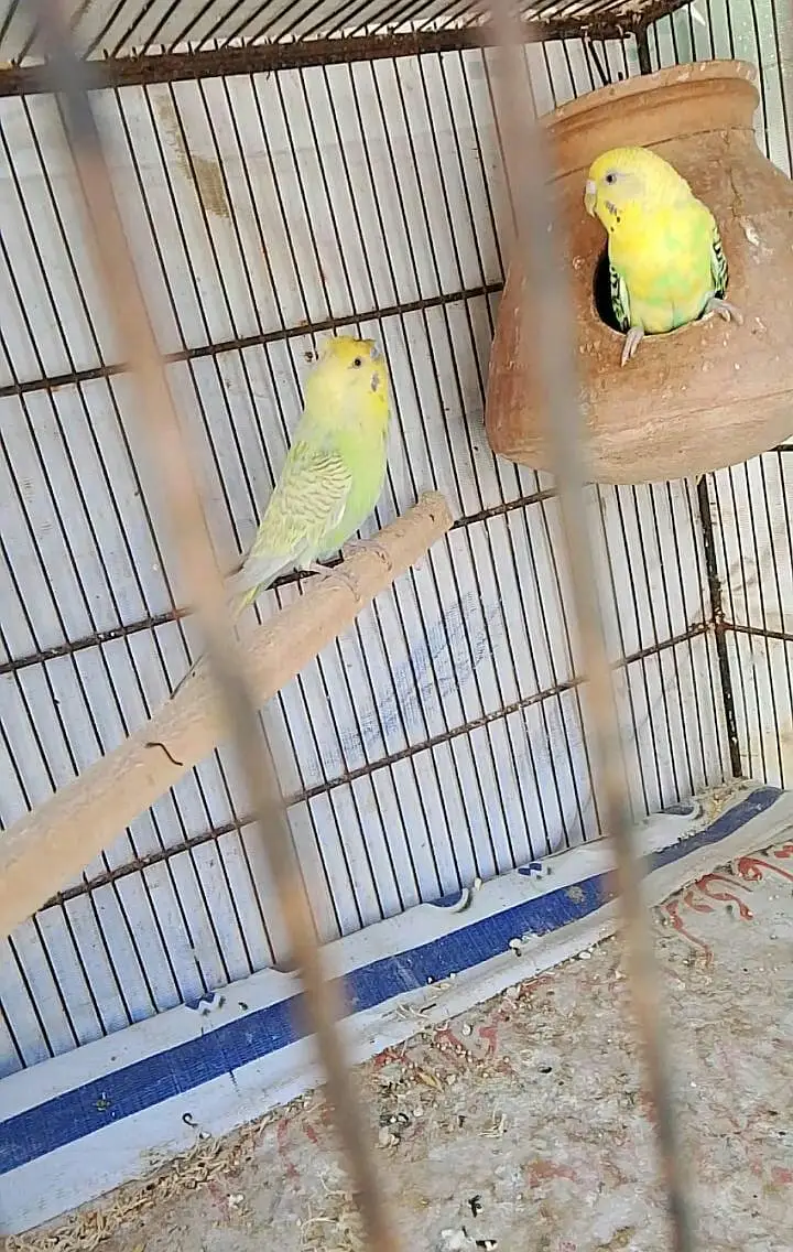 budgies in king size pair available crusted pair available — photo 3